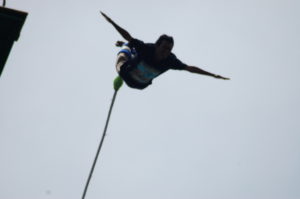 bungy-jump3