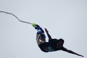 bungy-jump4