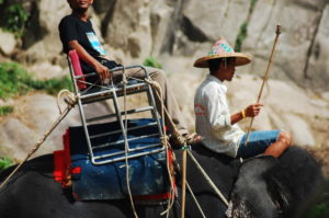 elephant-trekkng-2