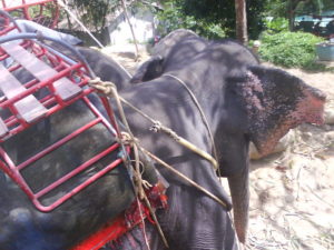 my-elephant-johny